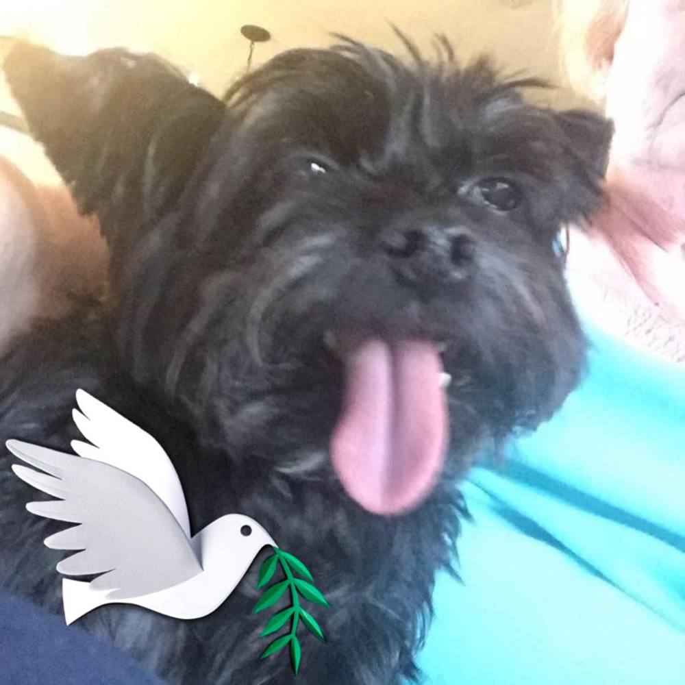 Meet your Posher, Joyce